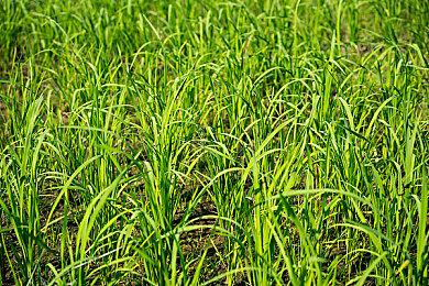 《寂静岭f》新截图 神秘而令人恐惧的暗之神殿