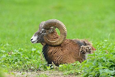 《HAELE 3D》登陆Steam 专业手部造型设计模拟器