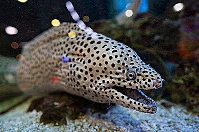 战术第一人称射击游戏《匕首指令》公布首个预告 将登录Steam平台