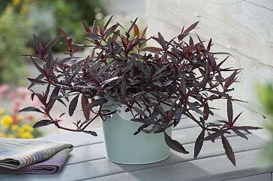 4X策略游戏《太阳帝国的原罪2》发售日 8月16日发售